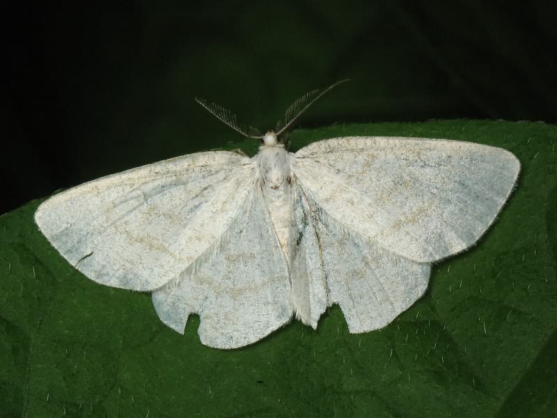 Geometridae